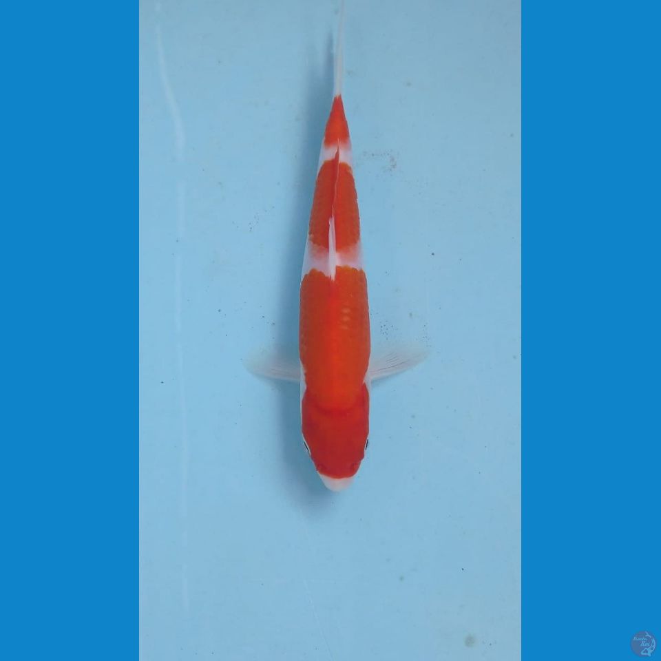 kohaku, 17 cm