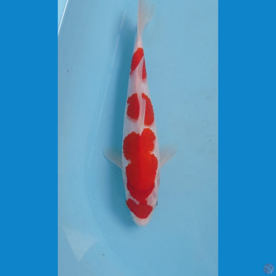 kohaku, 28 cm
