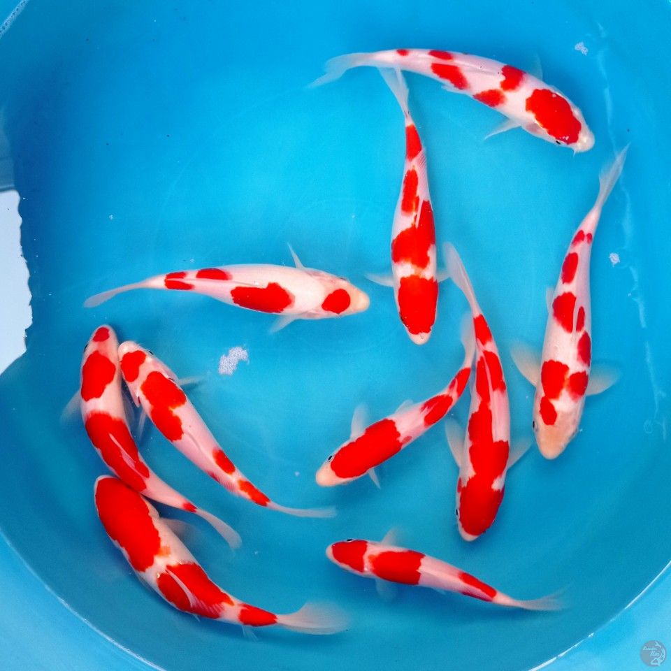 paket kohaku, 16 - 22 cm