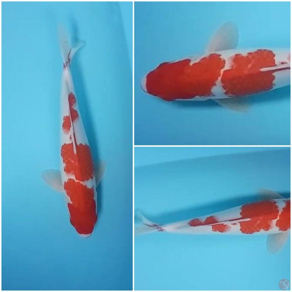 kohaku 35cm male