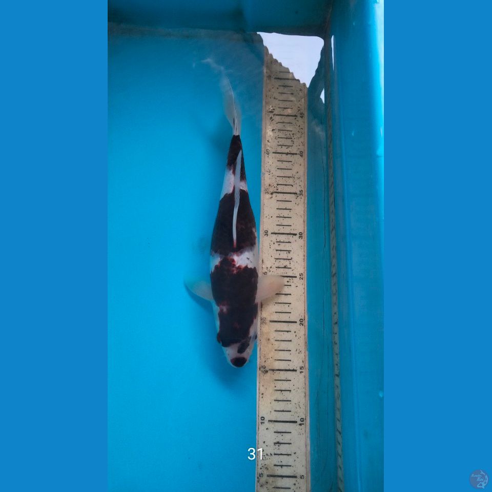 bodo 31cm f