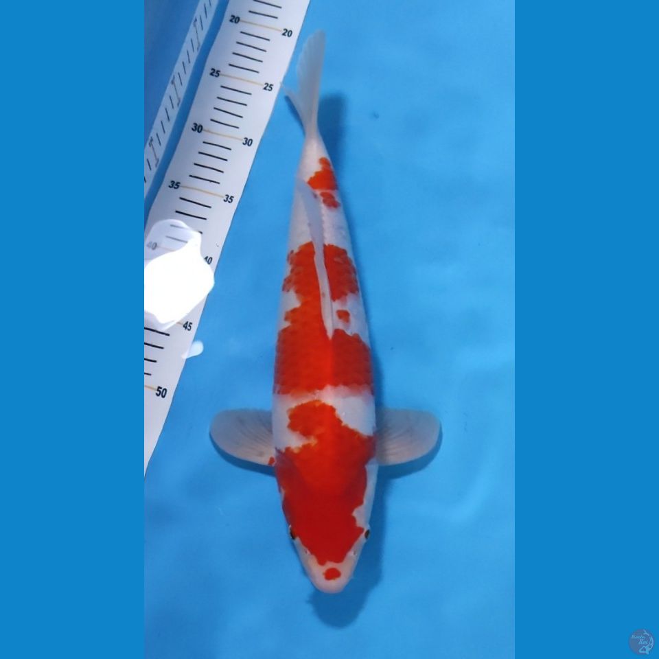 KOHAKU ORI-RED STRONG 40CM - MALE