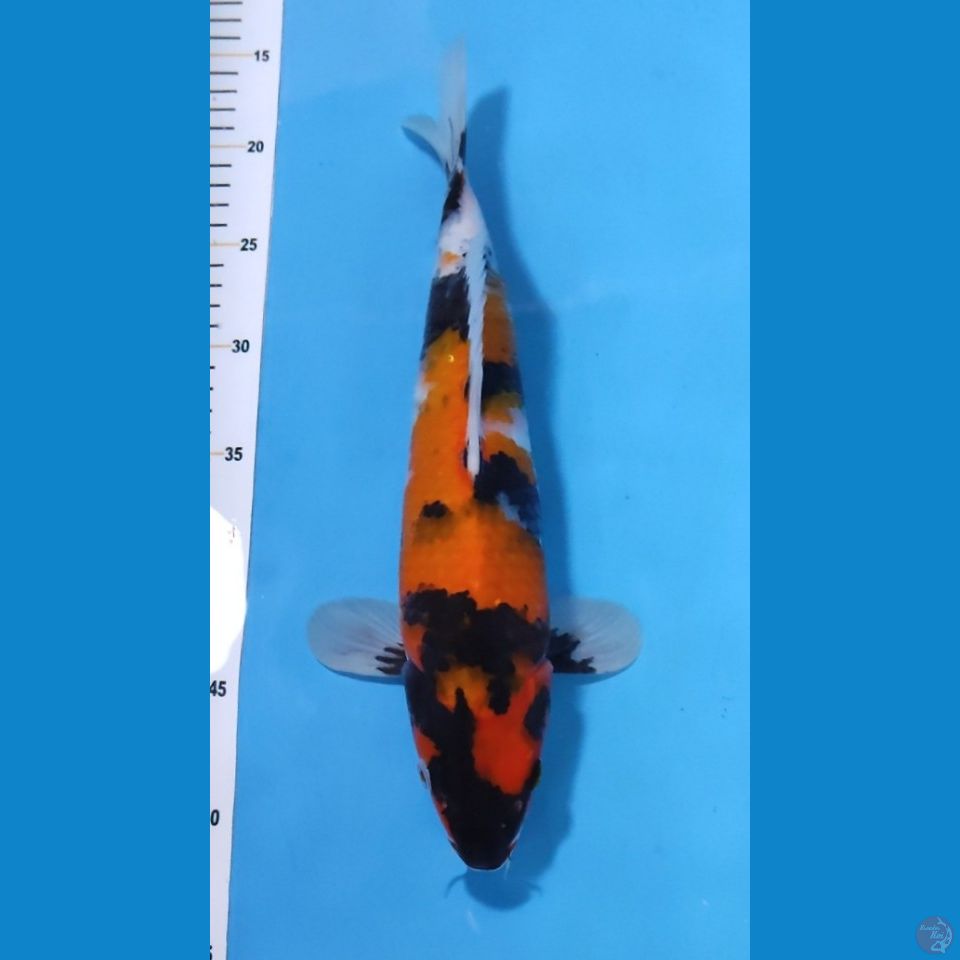 SHOWA HQ ORIGINAL 35CM - MALE