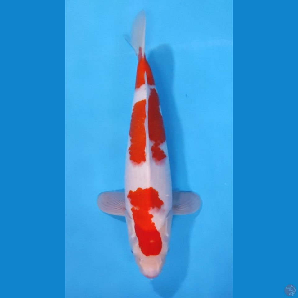 KOHAKU ORI - RED STRONG 40CM - MALE.