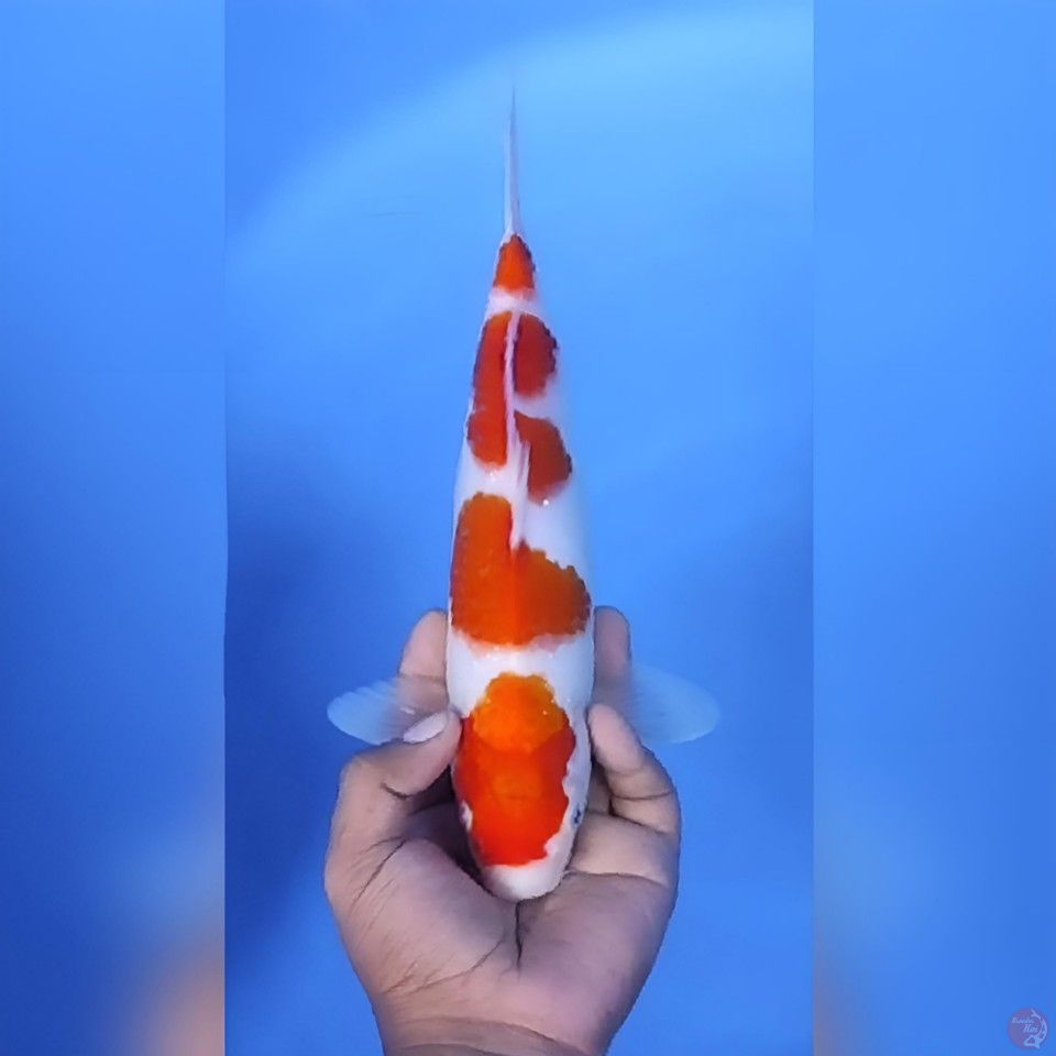 Kohaku 4 Step Original Mantap 29cm Betina