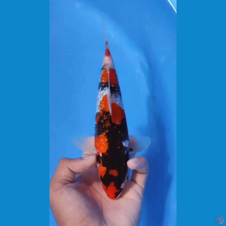 SHOWA GINRIN HQ 20CM - MALE