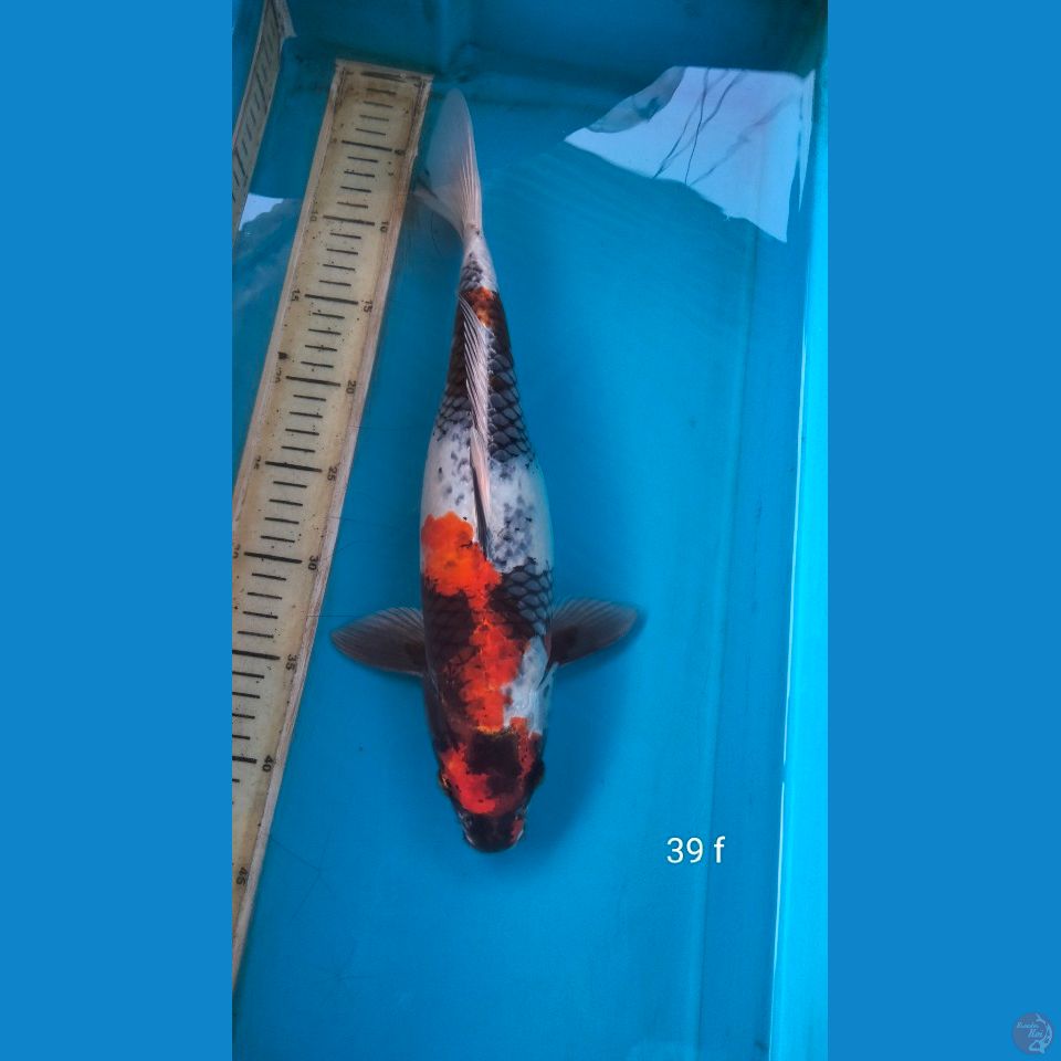 kin showa 39cm f