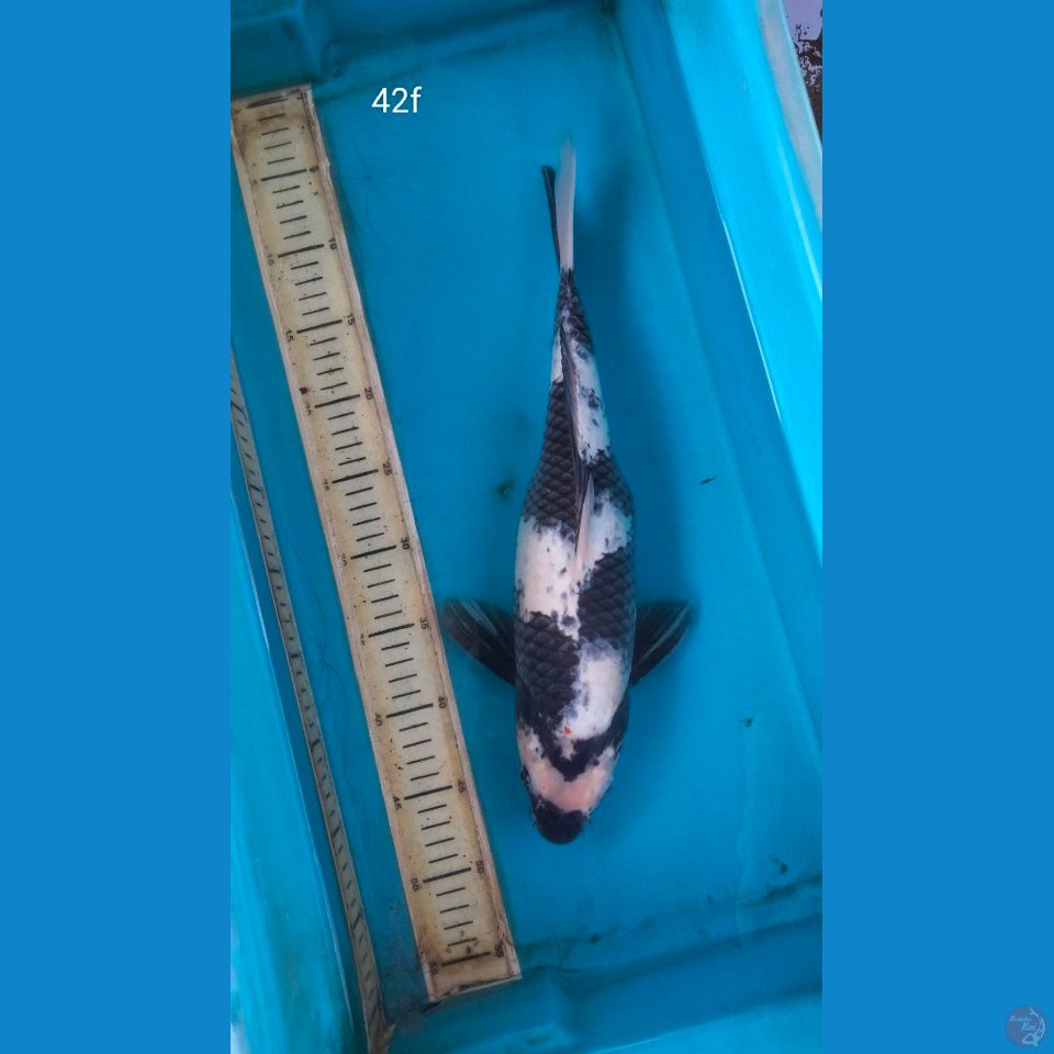 shiro 42cm f