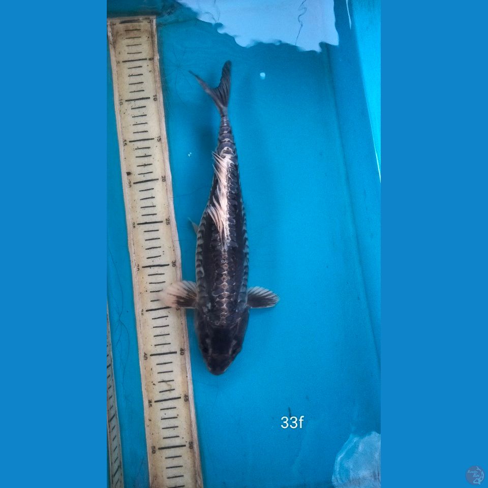 aragoke 33cm f
