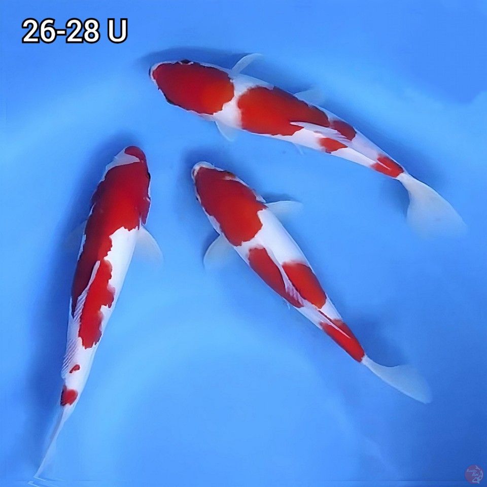 Paket 3 Ekor Kohaku Origial 26-28cm Uncheck