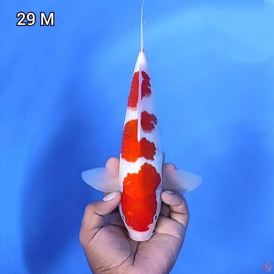 Ai Goromo 3 Step Original 29cm Jantan