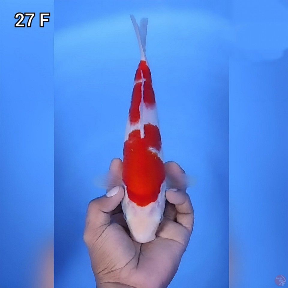 Kohaku 2 Step Original 27cm Betina