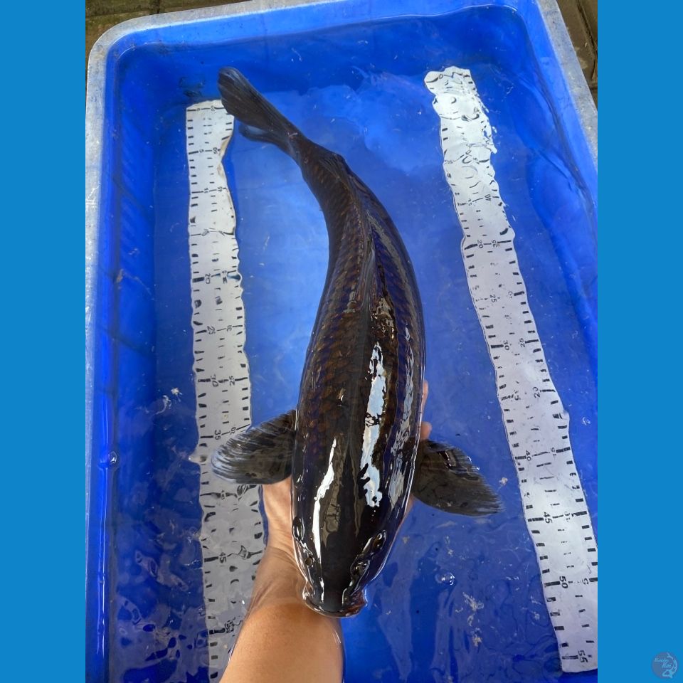 v4 chagoi black52 male