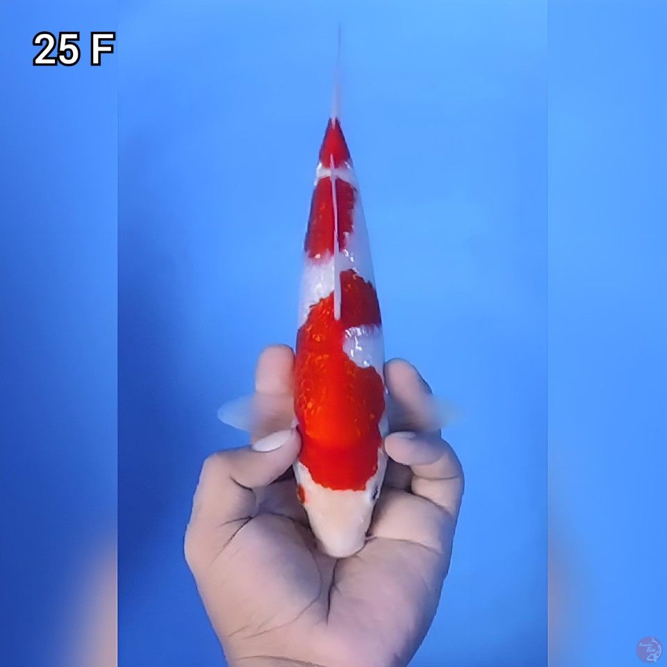 Kohaku Ginrin Original 25cm Betina