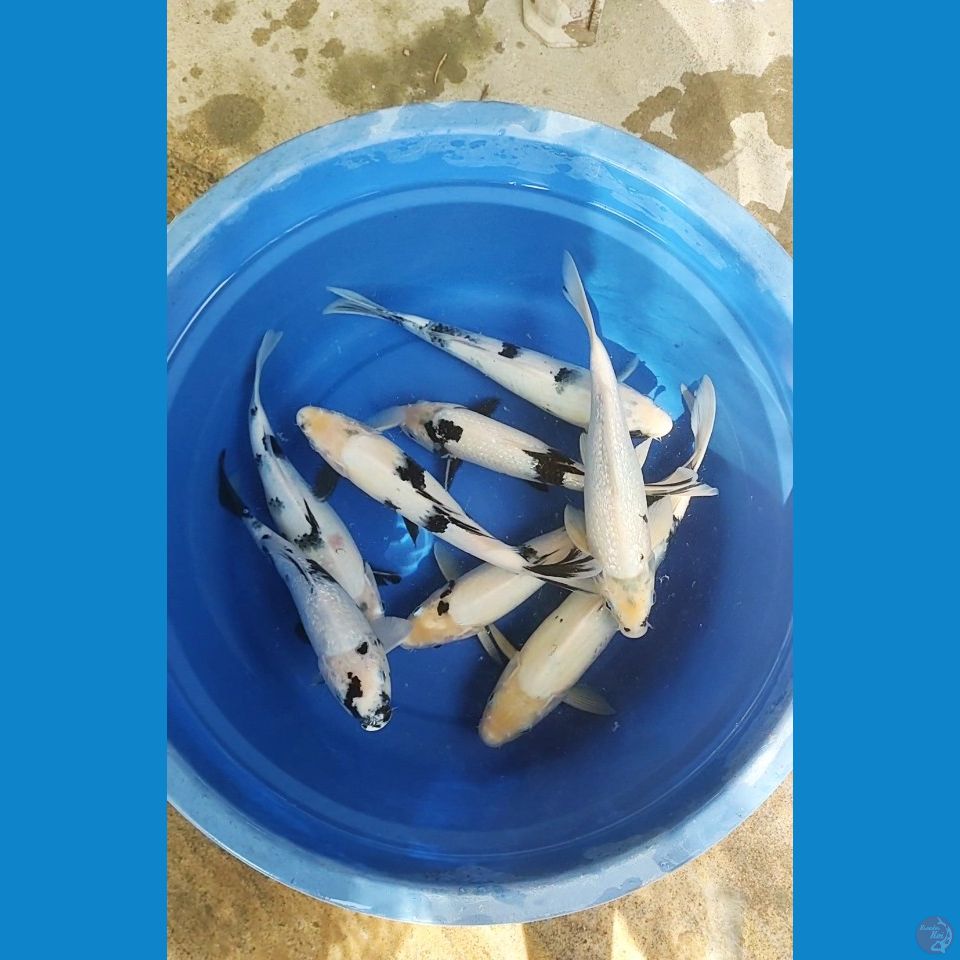 paket tategoi 27-37 cm
