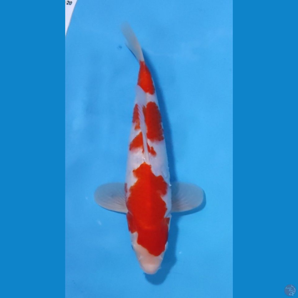 KOHAKU RED STRONG 33CM - MALE