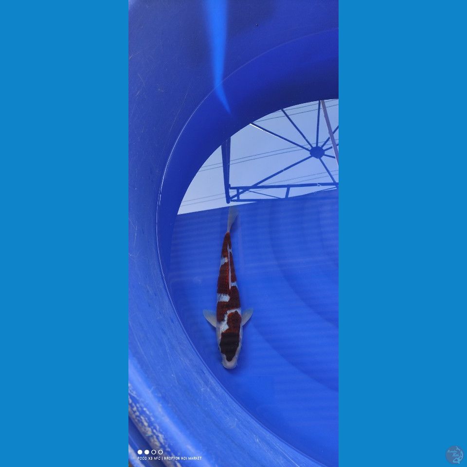 Goromo