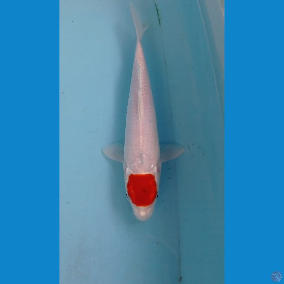 tancho, 25 cm