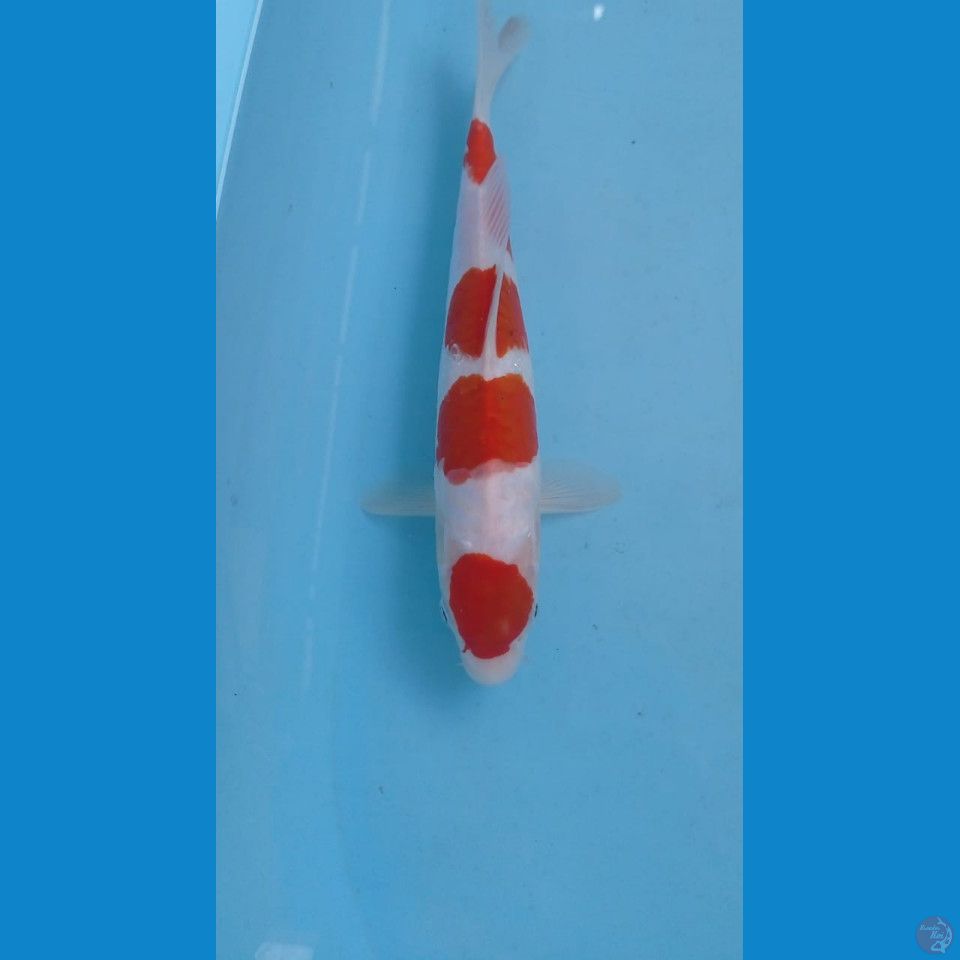 kohaku doit, 25 cm
