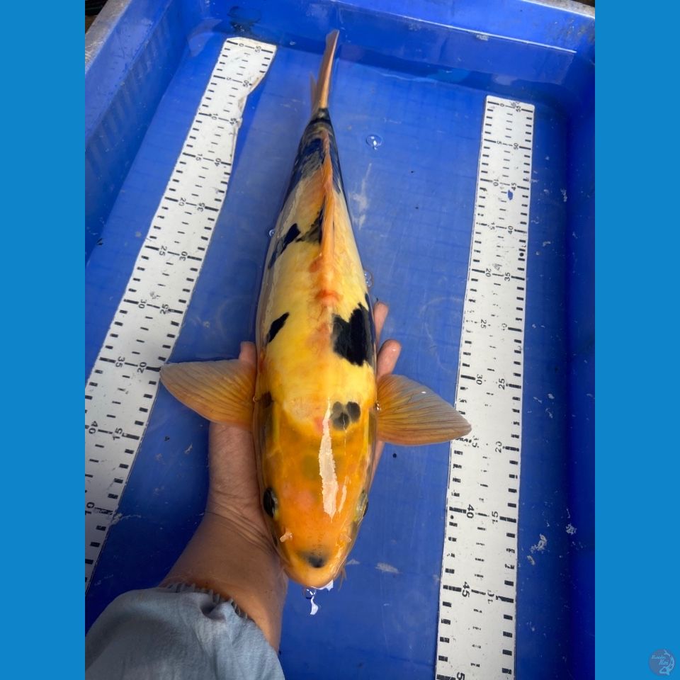 v4 shiro 44 male