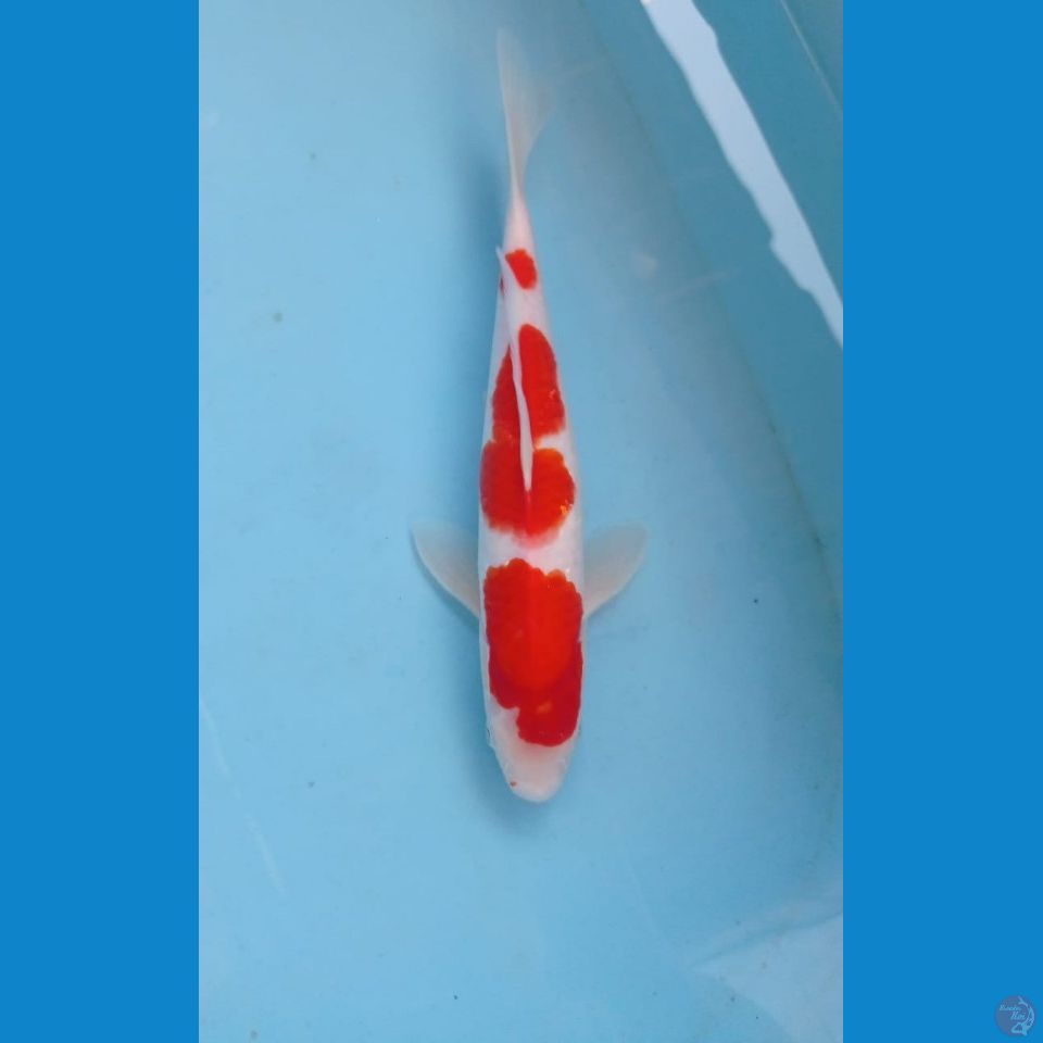 kohaku, 28 cm
