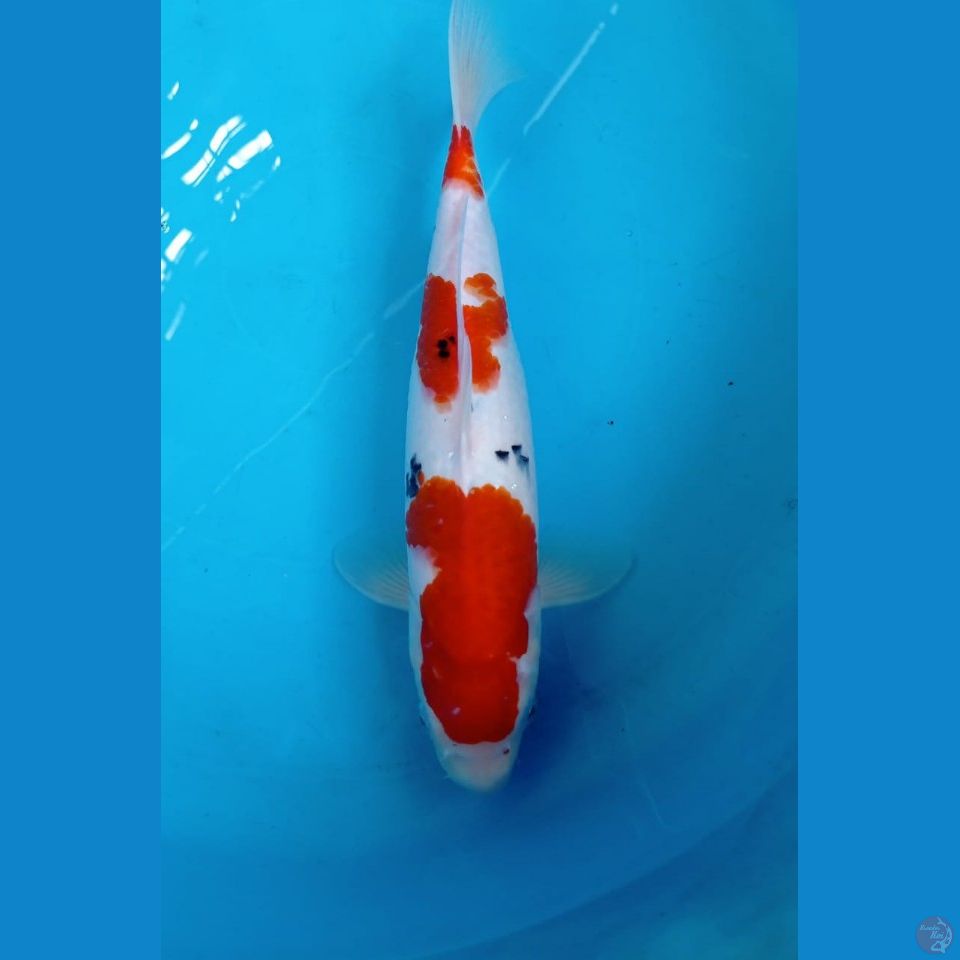 sanke, 32 cm