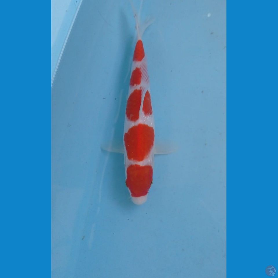 kohaku, 21 cm