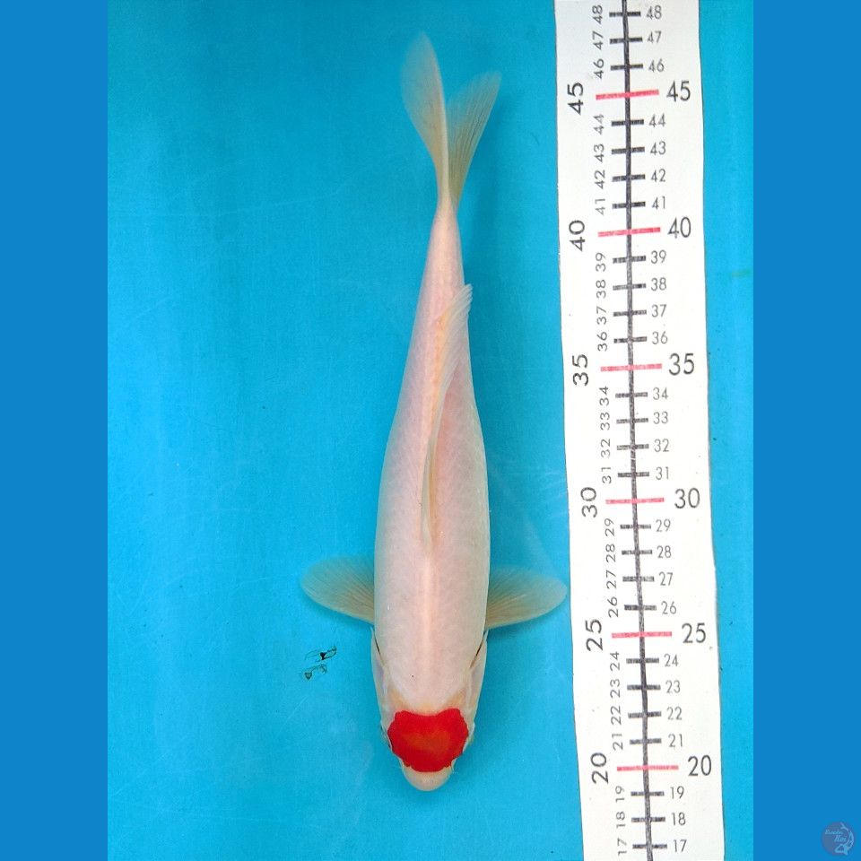 TANCHO KOHAKU 26CM FEMALE