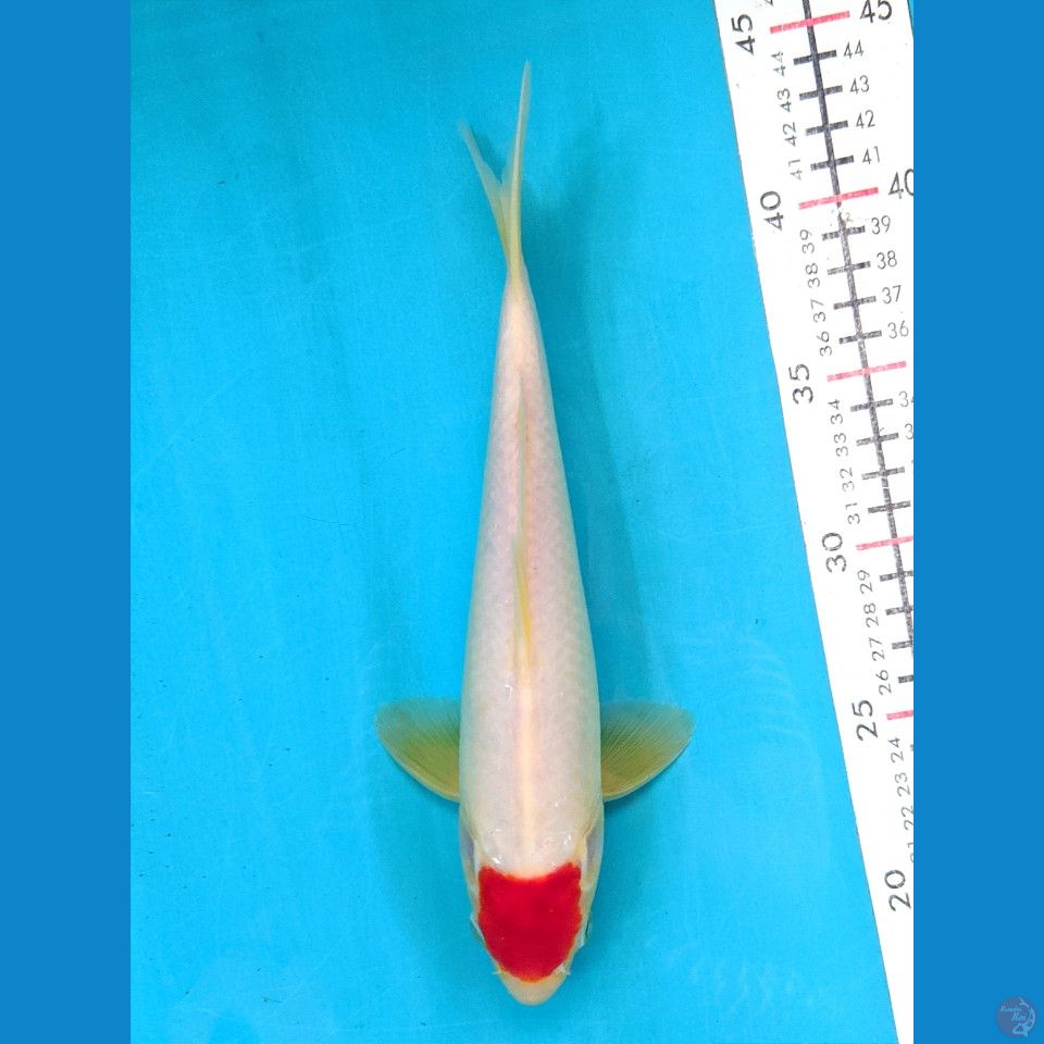 TANCHO KOHAKU 24CM MALE