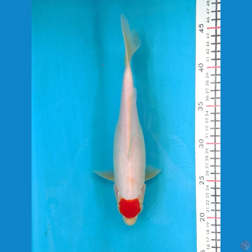 TANCHO KOHAKU 25CM FEMALE