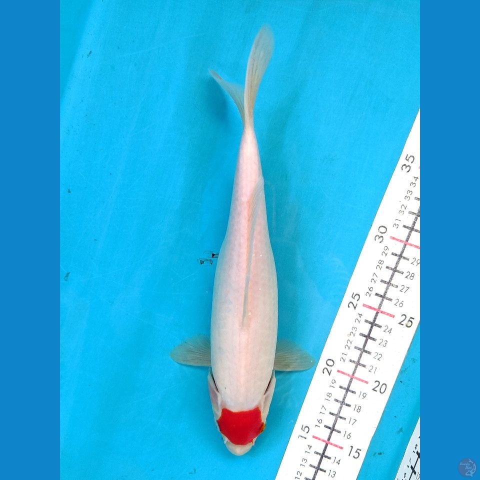 TANCHO KOHAKU 26CM FEMALE