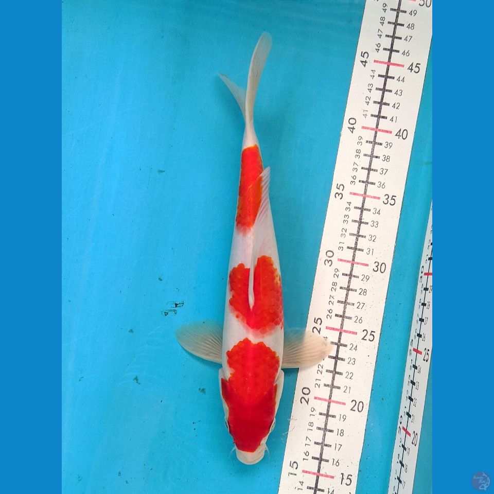 KOHAKU 28CM MALE