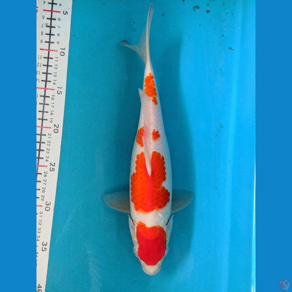 KOHAKU 31CM FEMALE