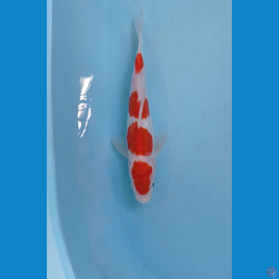 kohaku doit, 22 cm