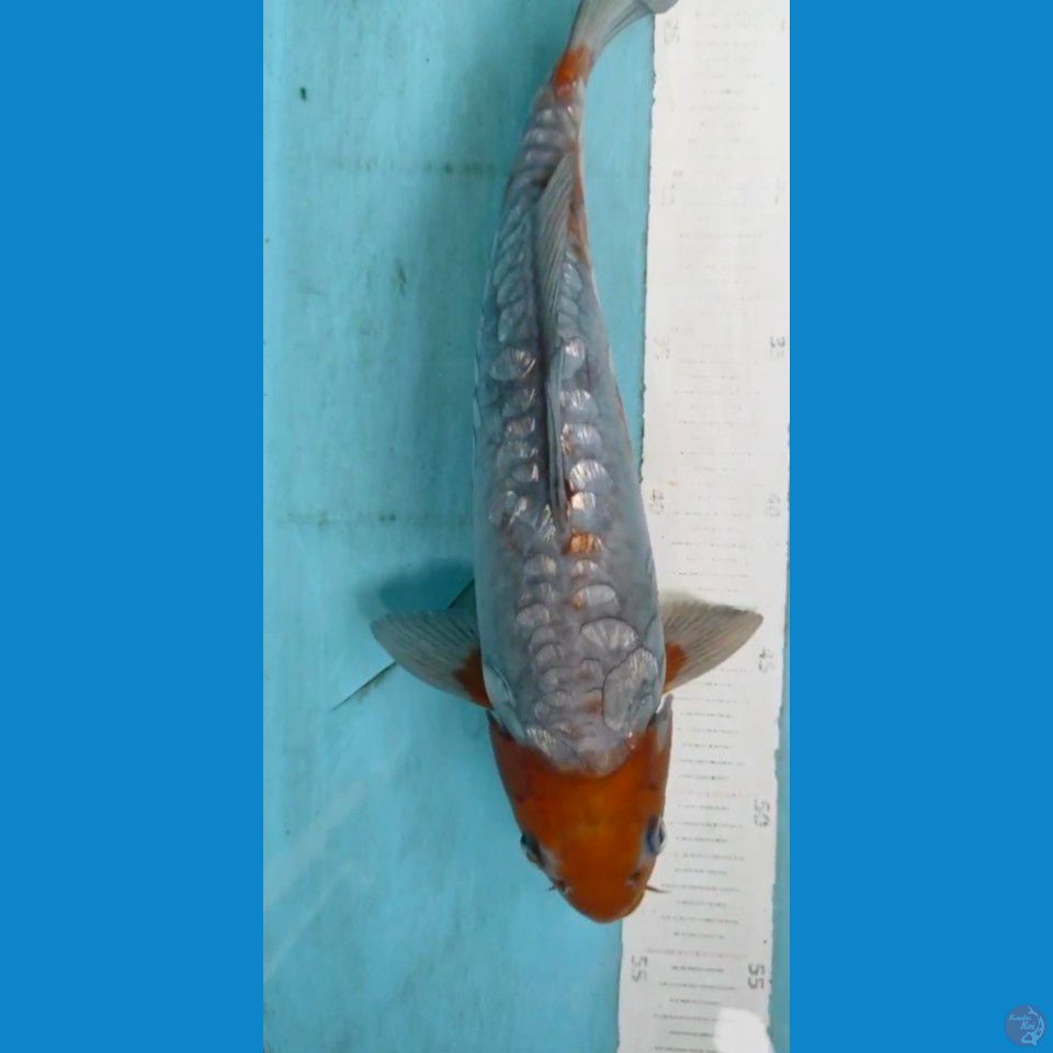 ochiba 30cm~M