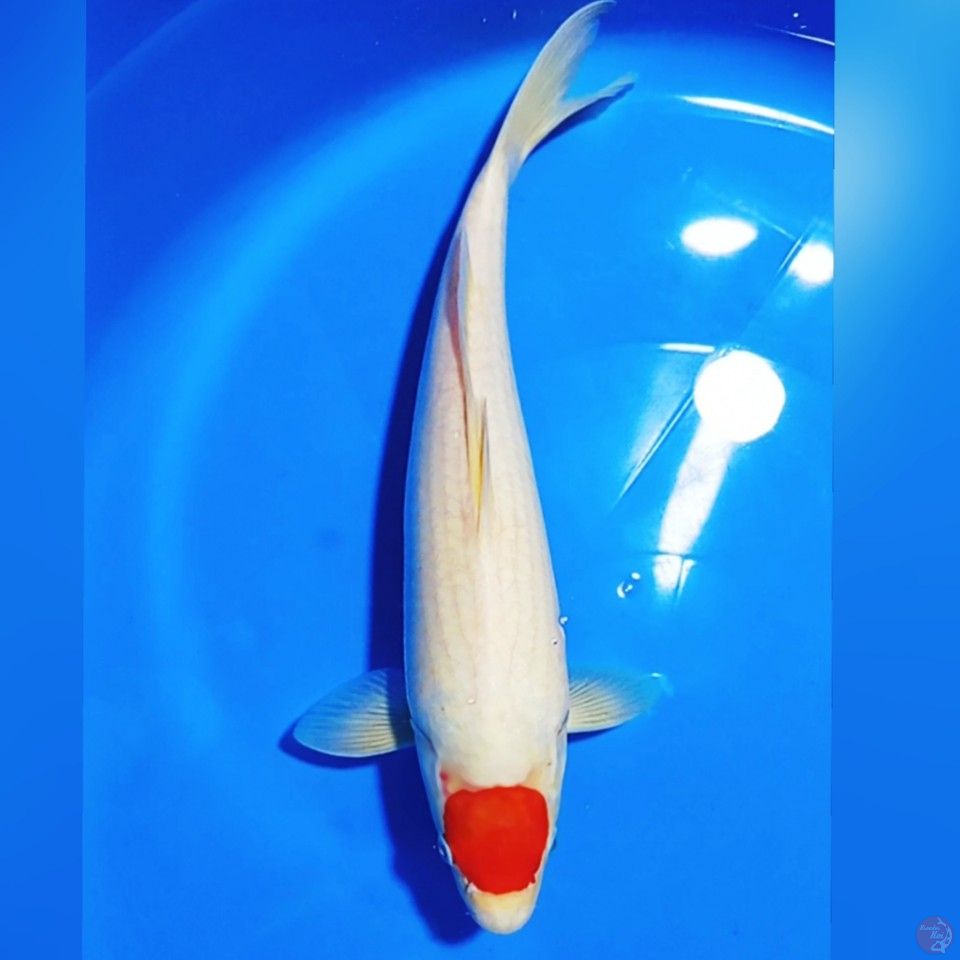 TC KoHaku M34