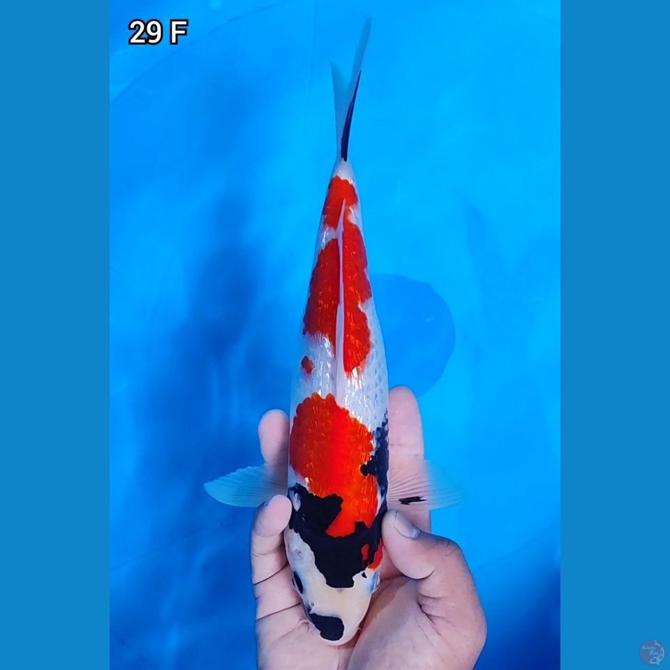 Showa Ginrin 29cm Betina
