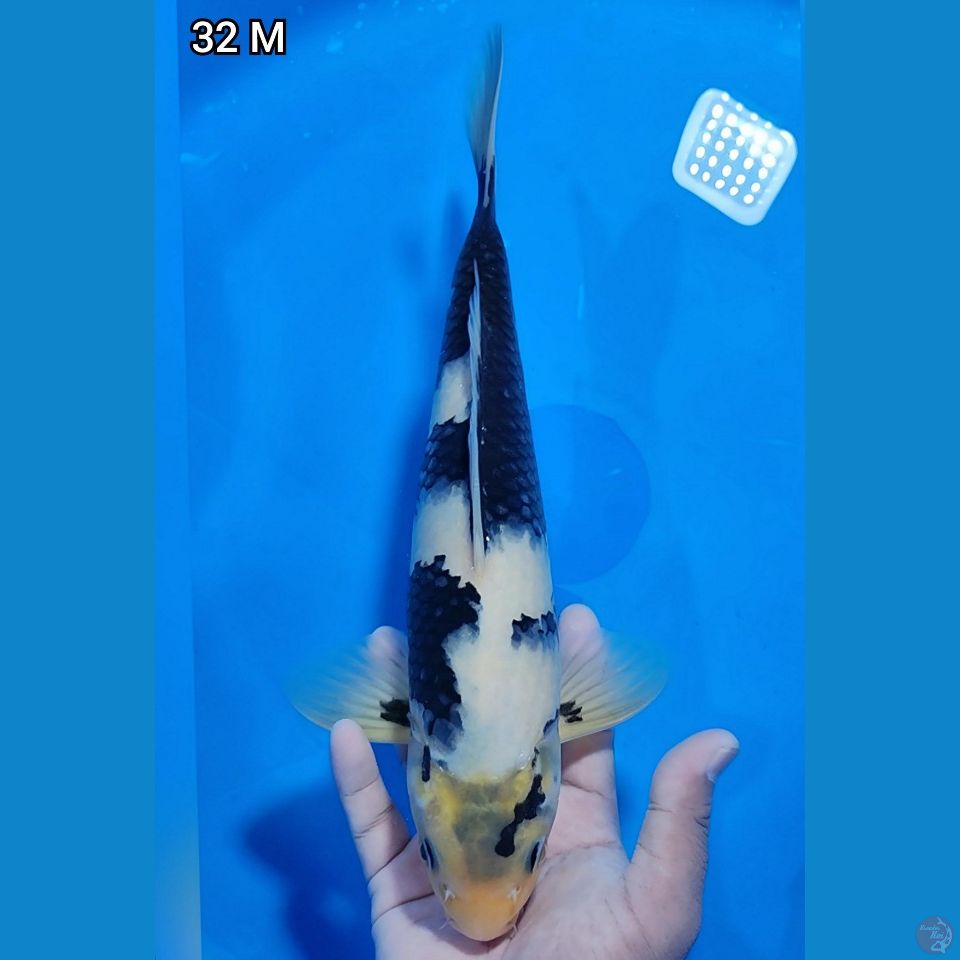 Shiro Original 32cm Jantan