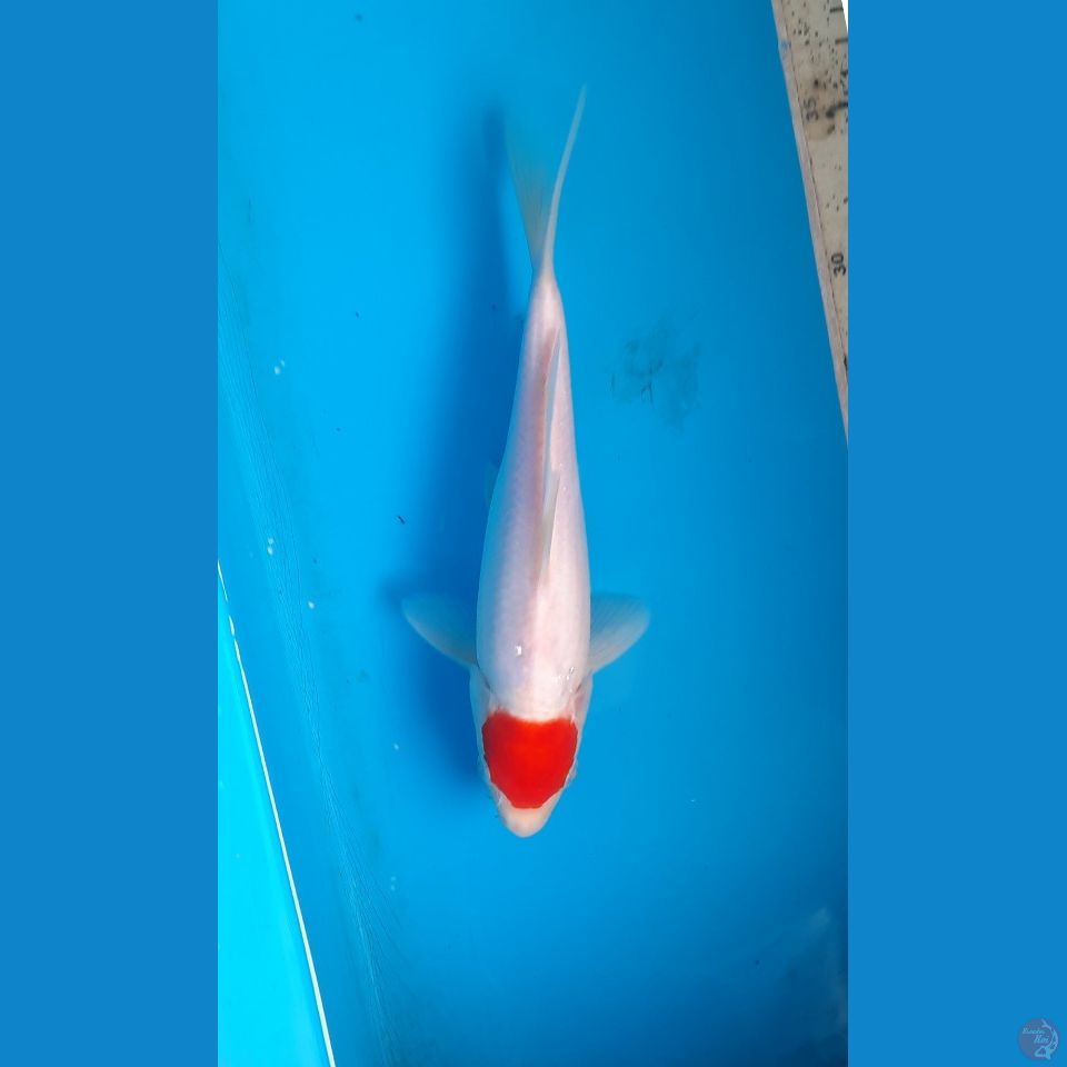 t kohaku
