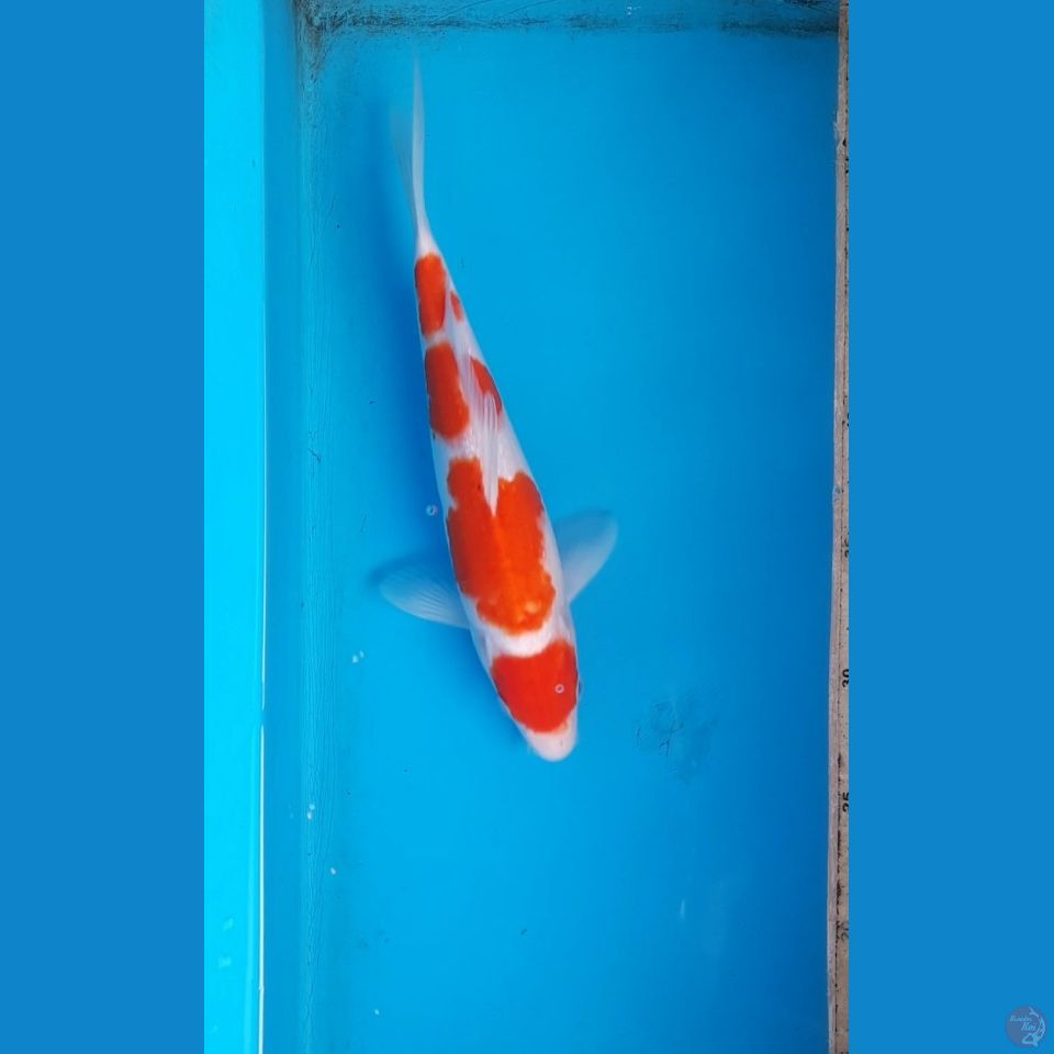 maruten kohaku