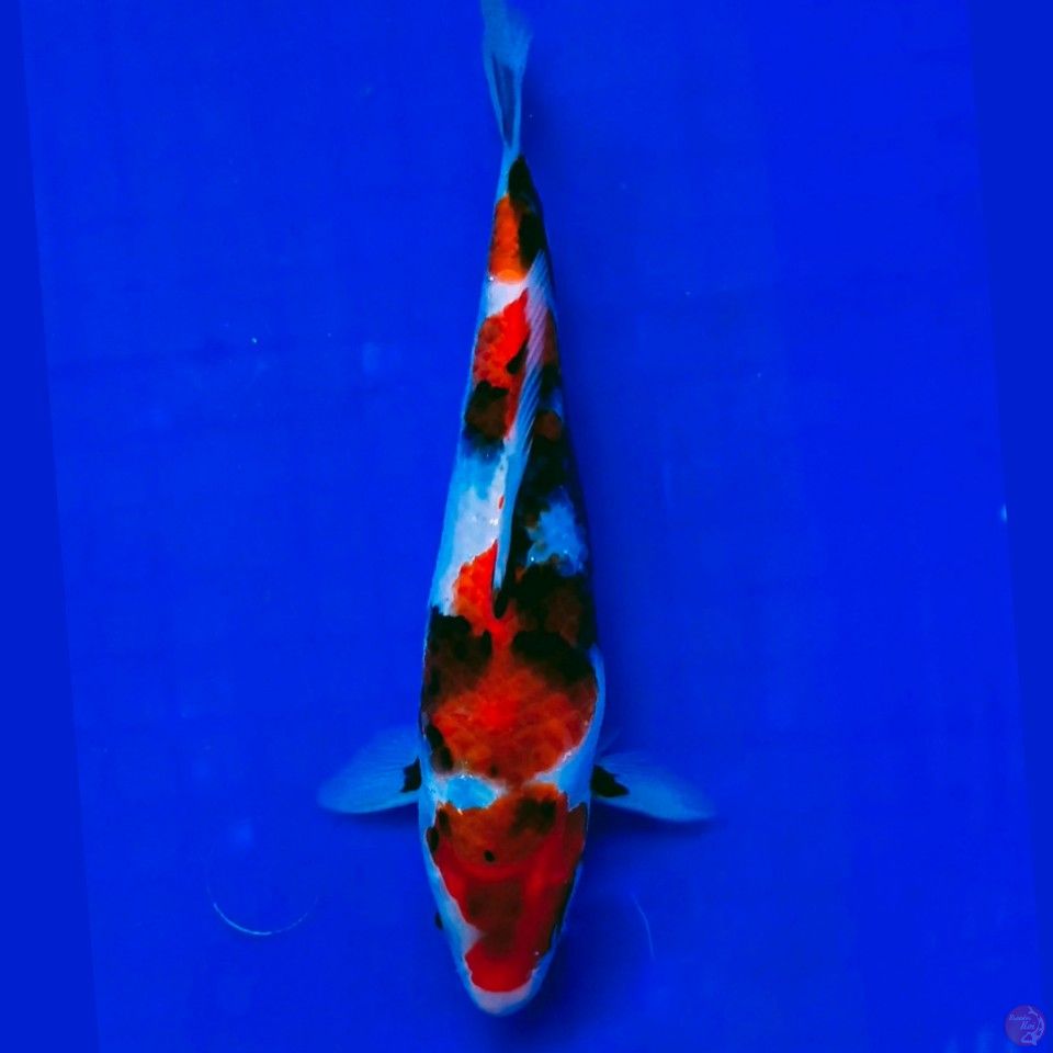 Showa 22cm