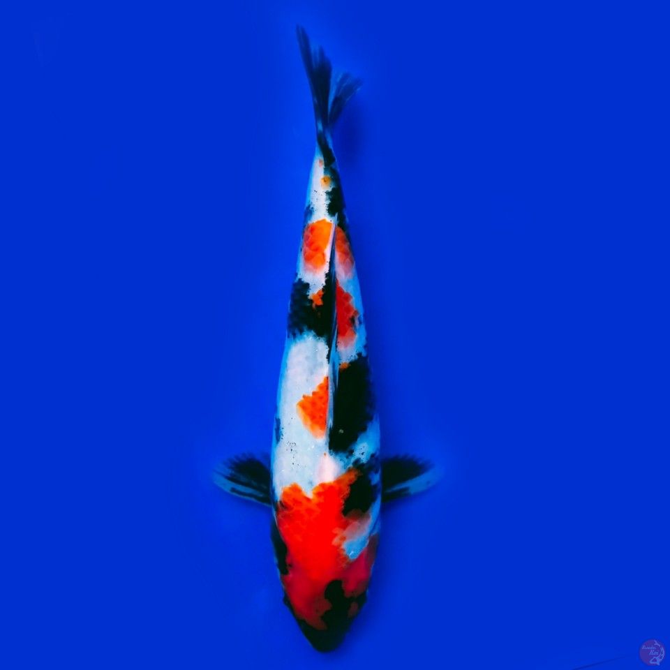 showa 23cm
