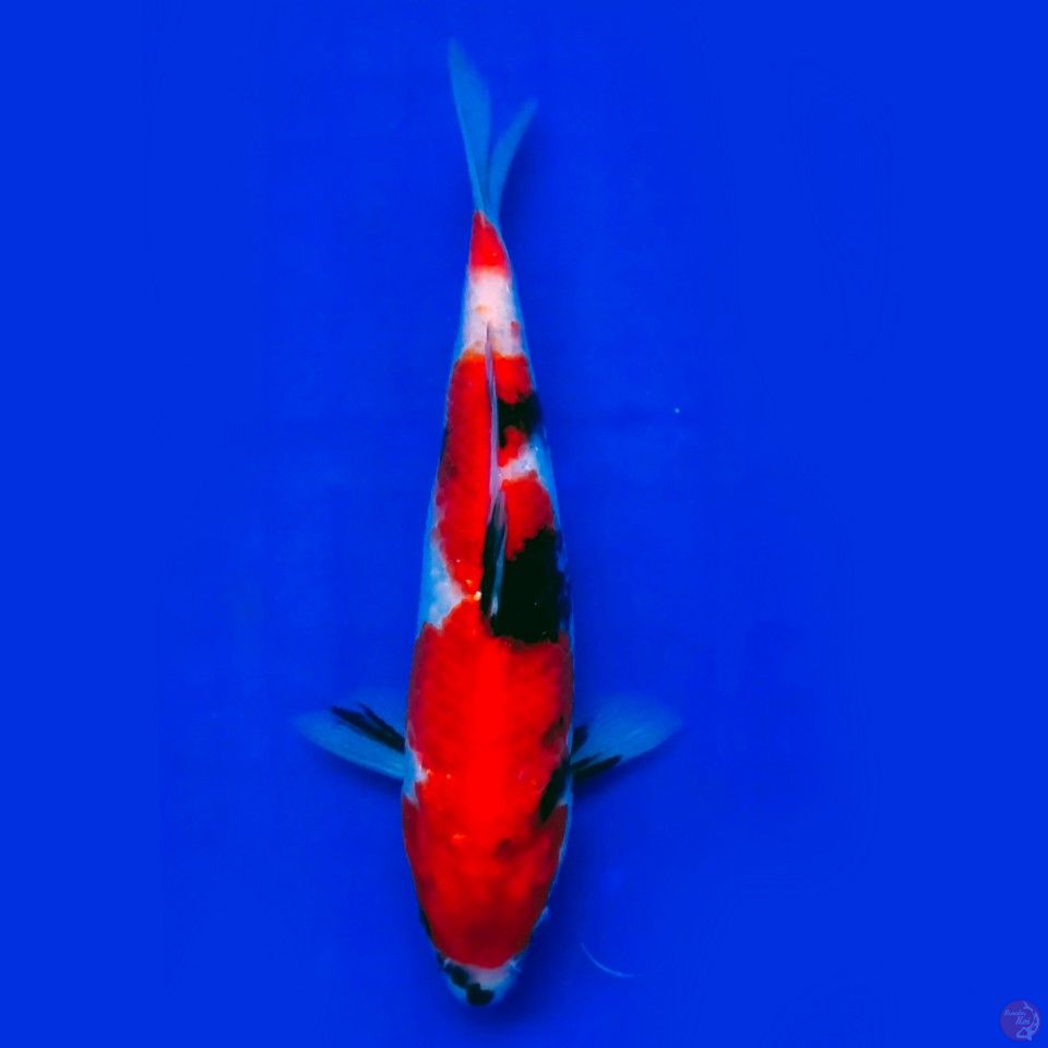 Showa 22cm