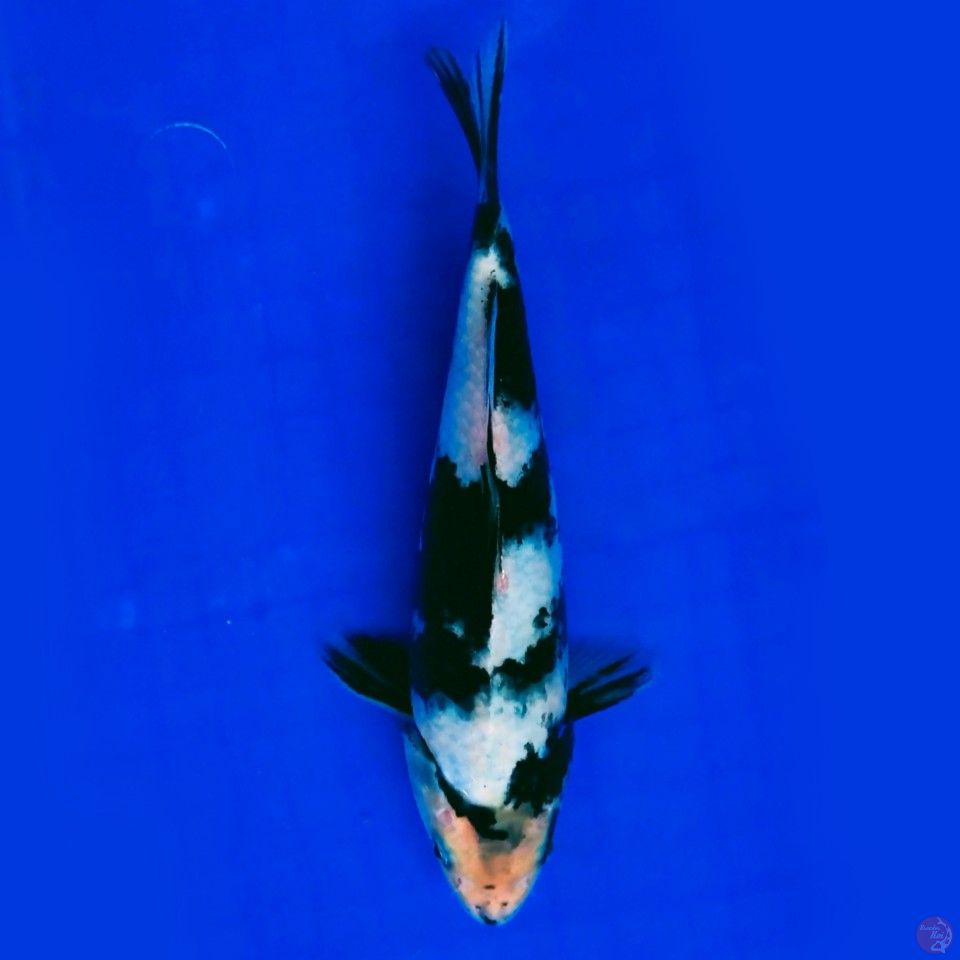 Shiro 23cm