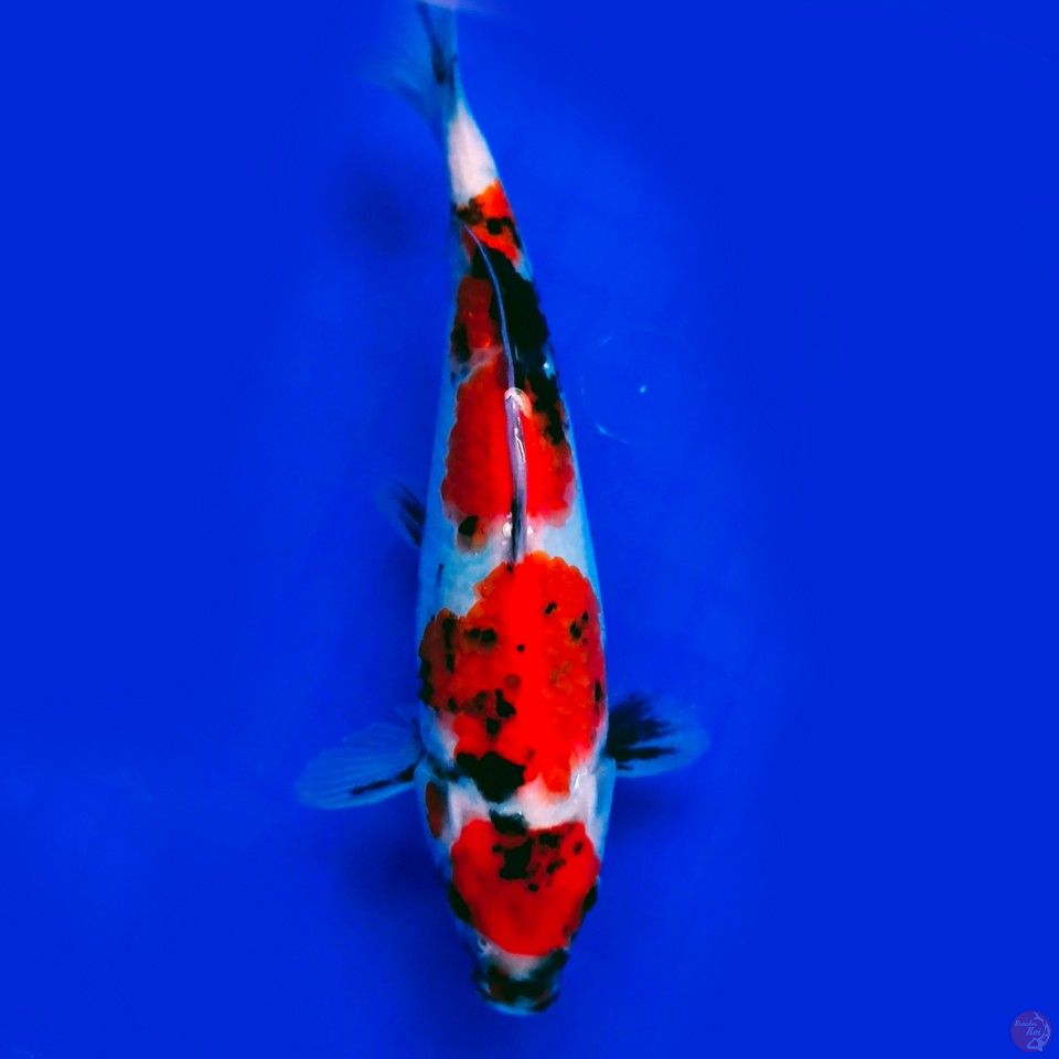 Maruten Showa 21cm