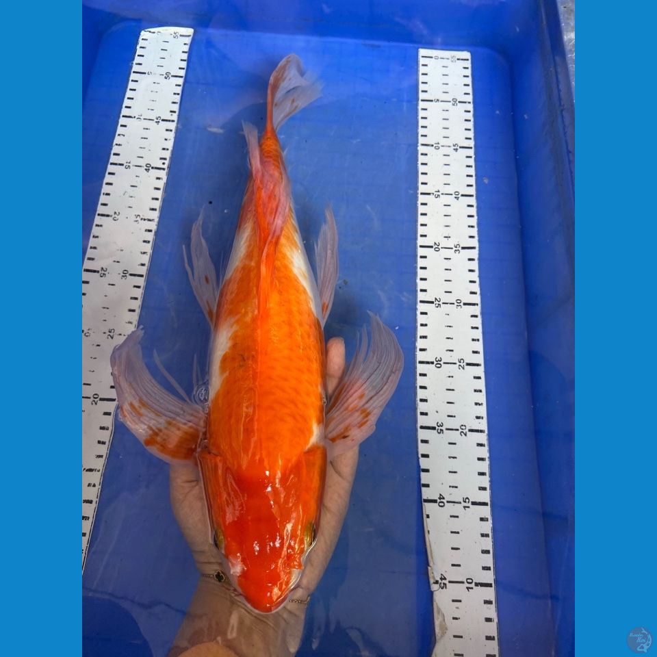 ak 2 kohaku male 45 kumpay