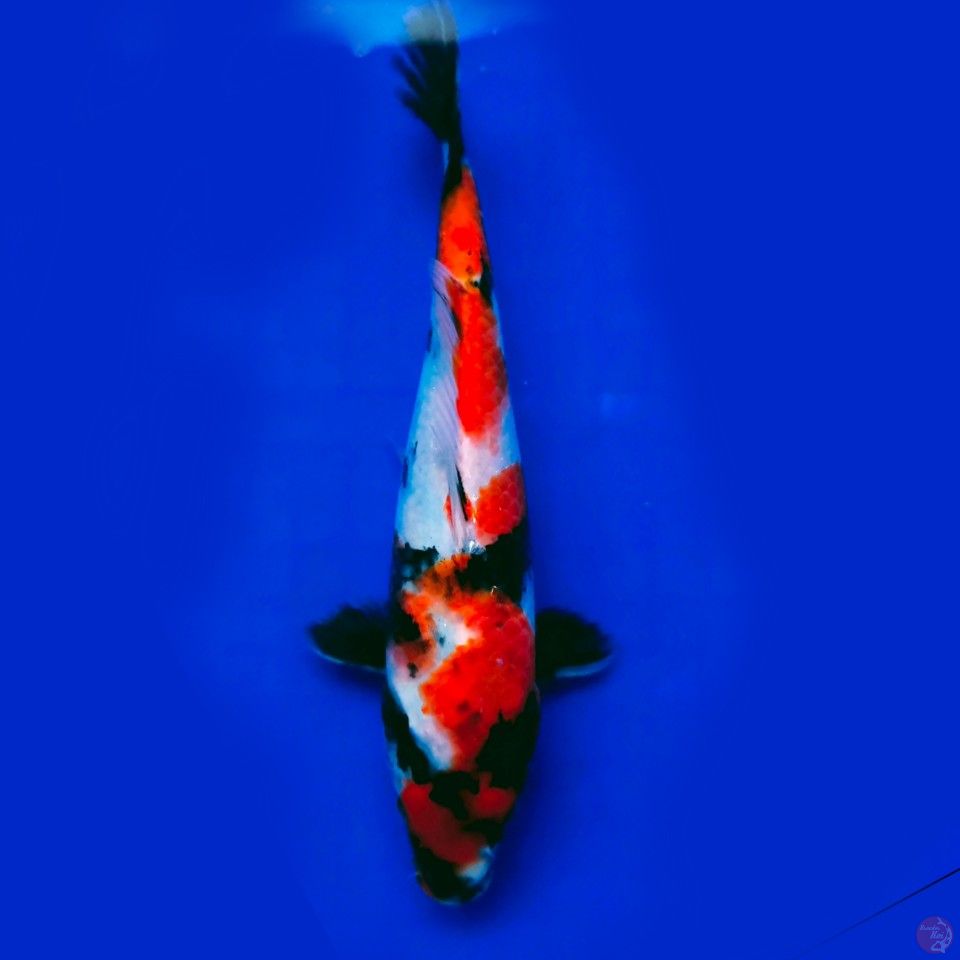 showa 24cm