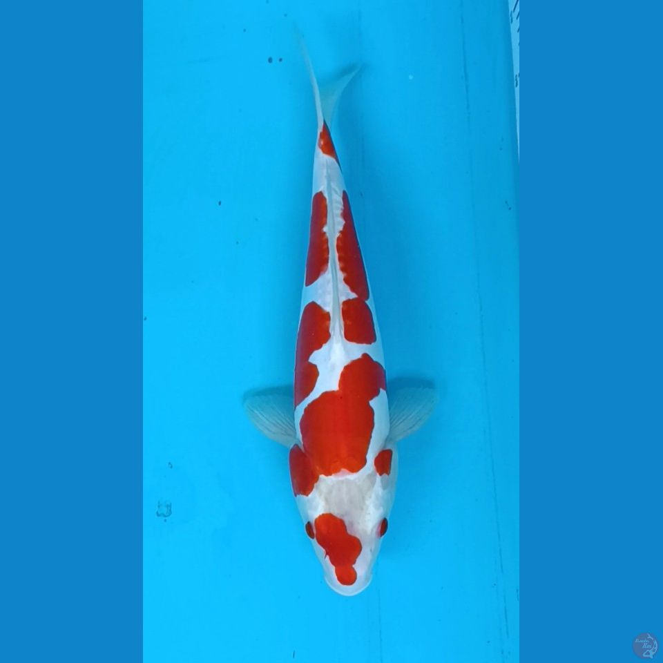 kohaku sanke Doitsu original 36cm/uncheck
