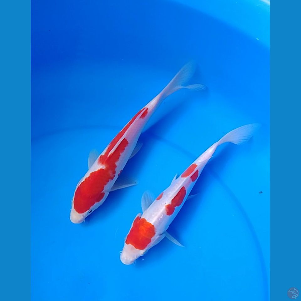 kohaku doit sisik size : 22 23cm