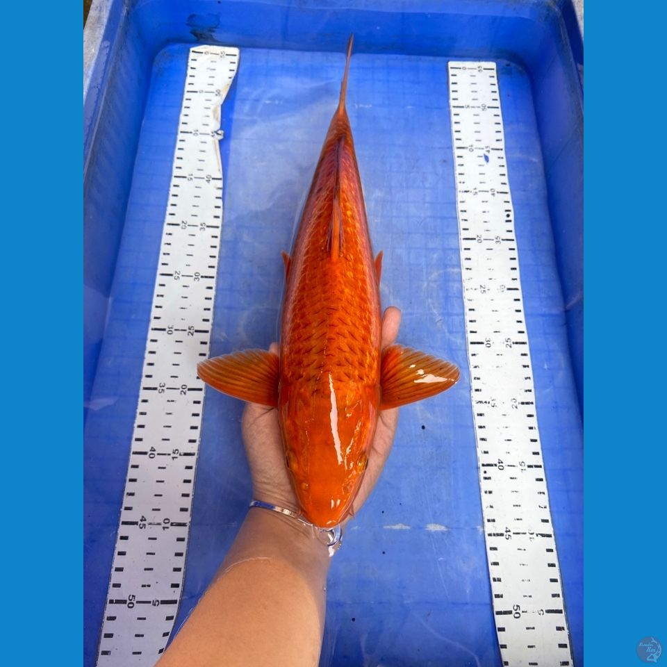 v1 chagoi caramel male 41